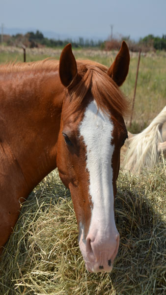 Pension pour chevaux Béziers