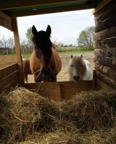 Service aux animaux et pension équidés à Béziers