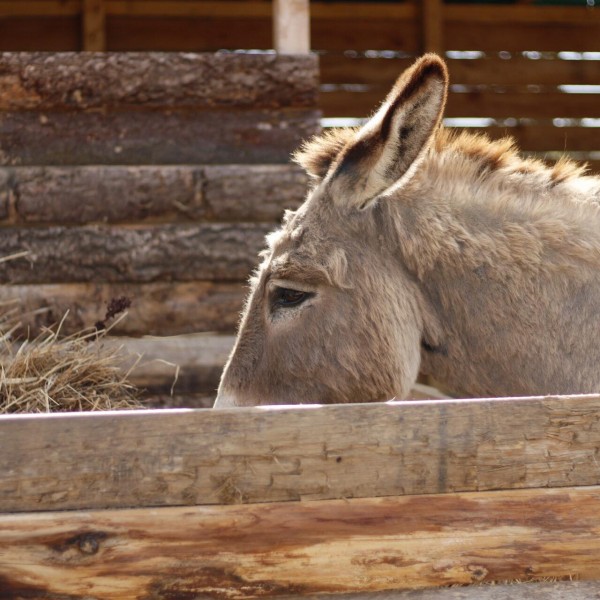 Le Coin des 4 Pattes - Pension et garde d'animaux